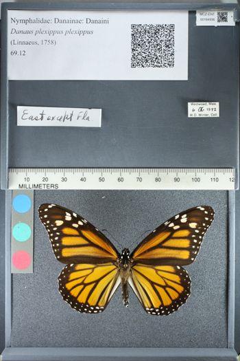 Media type: image;   Entomology 164936